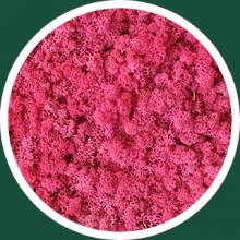 Fuxia